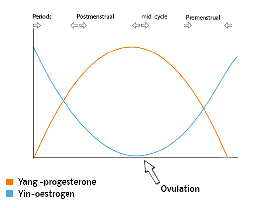 Menstruation diagram